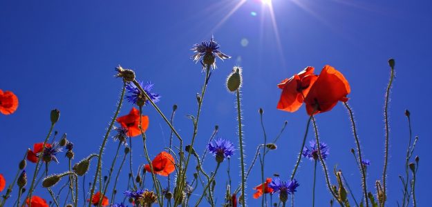 Anna's Beautiful Bouquets